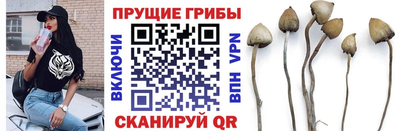 OMG онион  Луховицы  Псилоцибиновые грибы Cubensis 